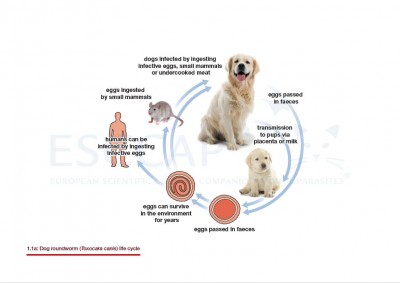 1.1a Dog roundworm (Toxocara canis) life cycle