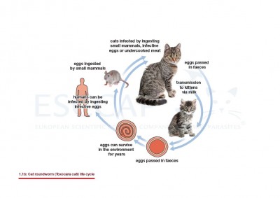 1.1b Cat roundworm (Toxocara cati) life cycle
