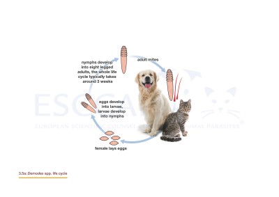 3.5a Demodex spp. life cycle