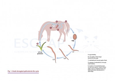 GL8 Fig. 1: Small strongyle/cyathostomin life cycle