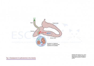 GL8 Fig. 2: Development of cyathostomins in the intestine