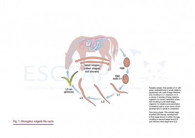 GL8 Fig. 7: Strongylus vulgaris life cycle