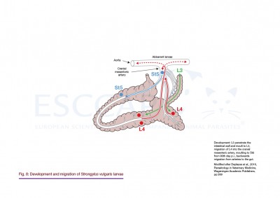 GL8 Fig. 8: Development and migration of Strongylus vulgaris larvae