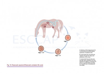 GL8 Fig. 10: Parascaris equorum/Parascaris univalens life cycle