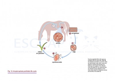 GL8 Fig. 12: Anoplocephala perfoliata life cycle