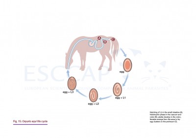 GL8 Fig. 15: Oxyuris equi life cycle