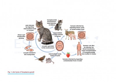 GL6 Fig. 1: Life Cycle of Toxoplasma gondii