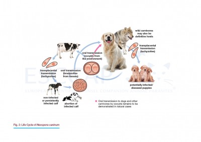 GL6 Fig. 2: Life Cycle of Neospora caninum