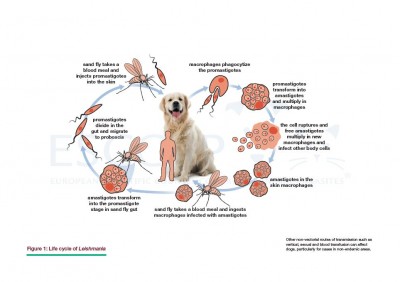 GL5 Fig 1: Life cycle of Leishmania