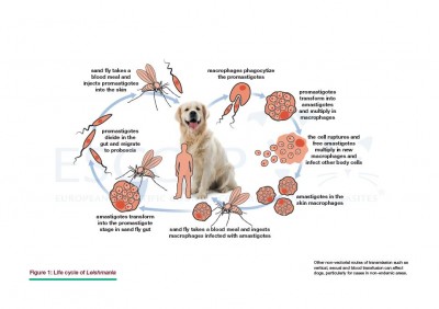 GL5/MG5: Control of Vector-Borne Diseases in Dogs and Cats