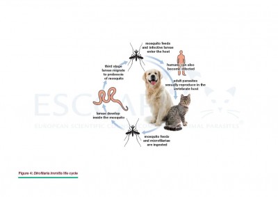 GL5 Fig 4: Dirofilaria immitis life cycle