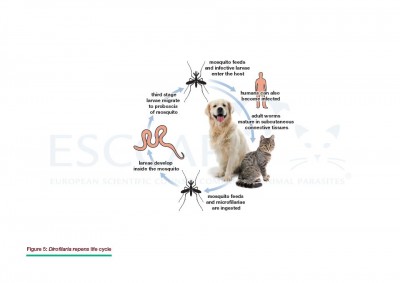 GL5 Fig 5: Dirofilaria repens life cycle