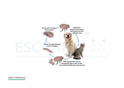 Documents ESCCAP