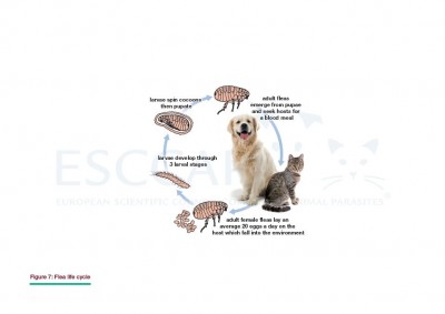 GL5 Fig 7: Flea life cycle