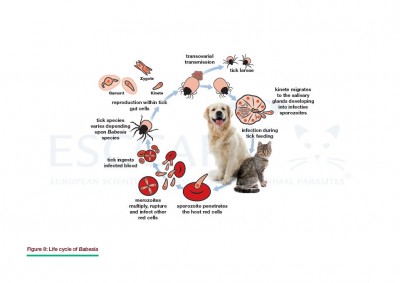 Life Cycles GL5 Control Of Vector Borne Diseases In Dogs And Cats 