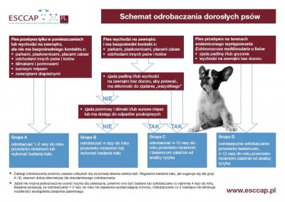 Schemat odrobaczania dorosłych psów