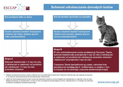 Schemat odrobaczania dorosłych kotów