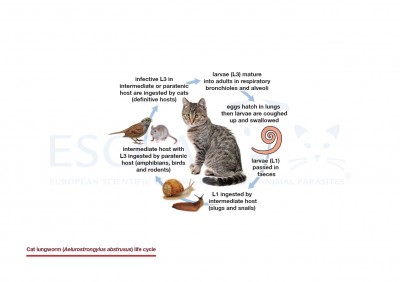 Cat lungworm (Aelurostrongylus abstrusus) life cycle