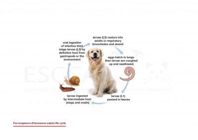 Fox lungworm (Crenosoma vulpis) life cycle