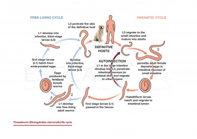 Threadworm (Strongyloides stercoralis) life cycle
