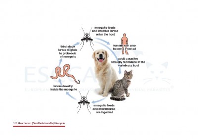 1.2 Heartworm (Dirofilaria immitis) life cycle