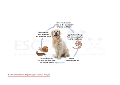 1.4 French heartworm (Angiostrongylus vasorum) life cycle