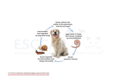 1.4 French heartworm (Angiostrongylus vasorum) life cycle