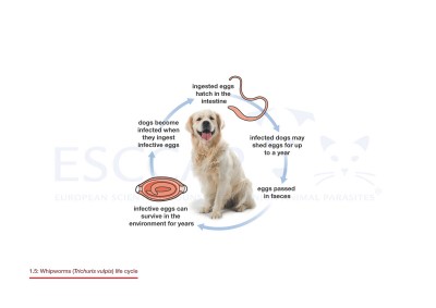 1.5 Whipworms (Trichuris vulpis) life cycle