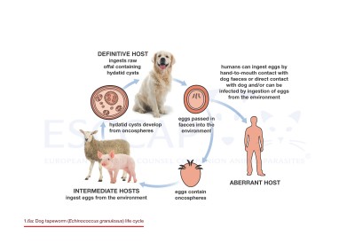 1.6a Dog tapeworm (Echinococcus granulosus) life cycle