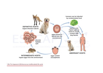 1.6b Fox tapeworm (Echinococcus multilocularis) life cycle