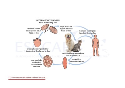 1.7 Flea tapeworm (Dipylidium caninum) life cycle