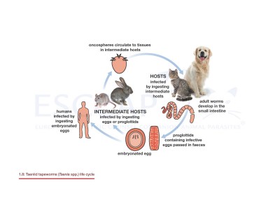 1.8 Taeniid tapeworms (Taenia spp.) life cycle