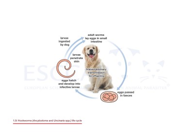 1.9 Hookworms (Ancylostoma and Uncinaria spp.) life cycle