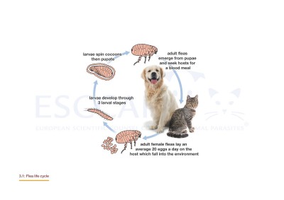 GL3/MG3: Control of Ectoparasites in Dogs and Cats