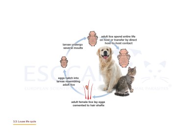 3.3 Louse life cycle