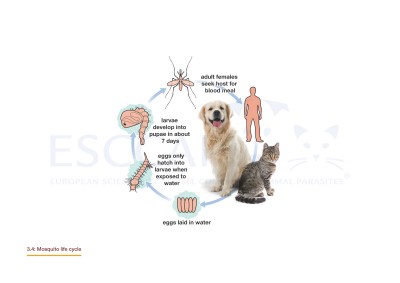 notoedres cati treatment