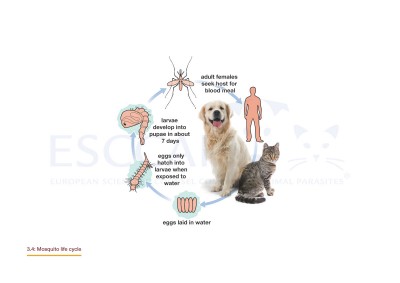 3.4 Mosquito life cycle