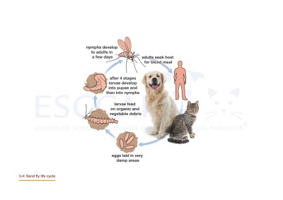 notoedres cati treatment