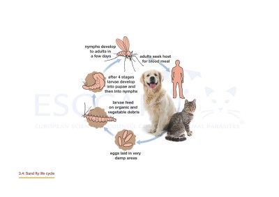 3.4 Sand fly life cycle