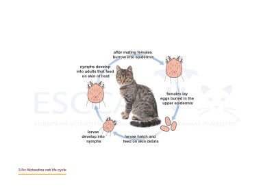 3.5c Notoedres cati life cycle