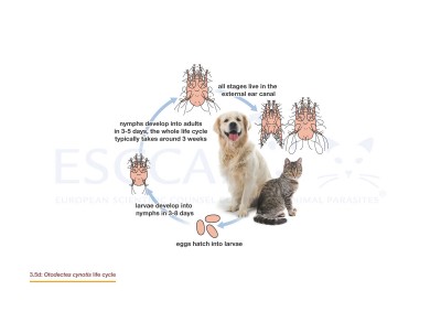 3.5d Otodectes cynotis life cycle