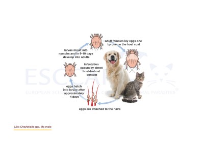 3.5e Cheyletiella spp. life cycle