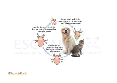 3.5f Harvest mite life cycle