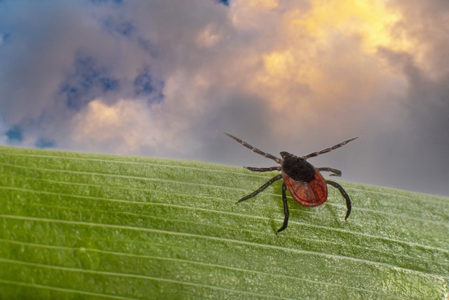Parasites on the move in Europe: which novel parasite is coming to a consulting room table near you?