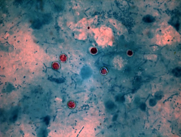 Major update to ESCCAP's guideline on the control of intestinal protozoa in dogs and cats