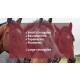 Video on worm infestation in horses