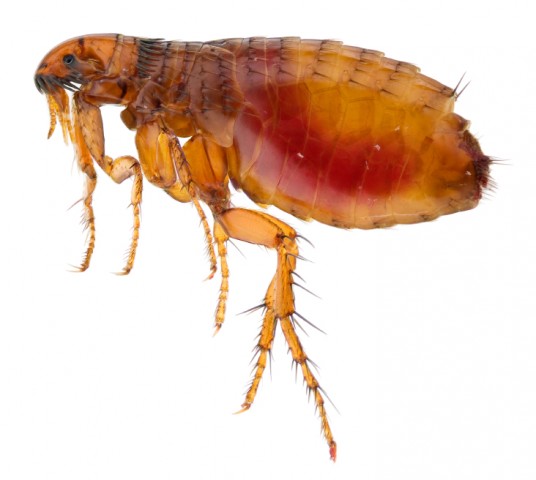 New edition of ectoparasite guideline – January 2022