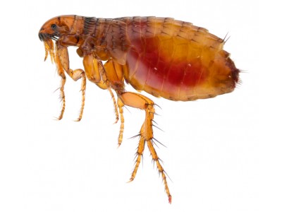 New edition of ectoparasite guideline – January 2022
