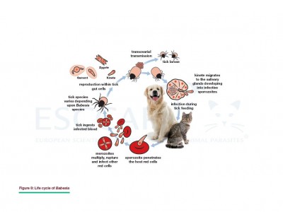 Updated life cycles