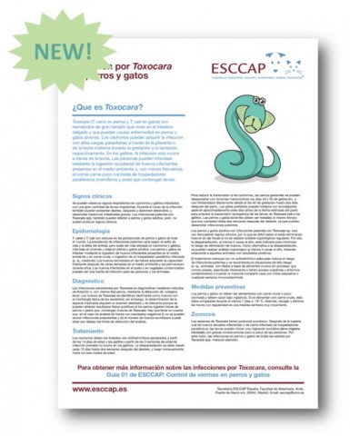Toxocara fact sheet now available in Spanish